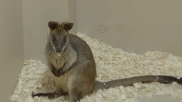 S04:E05 - Wallaby in the City