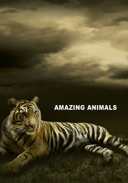 Amazing Animals