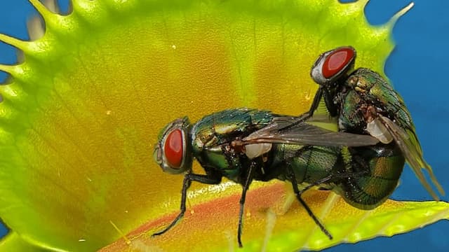 S01:E17 - Pregnant Locust vs. Venus Flytrap