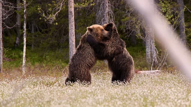 S01:E01 - Dientes y garras