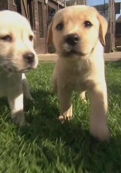 Póster de S01:E16 - Litter Model Puppies