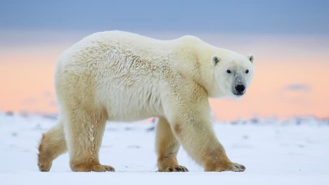 S01:E04 - The Heavyweight Division