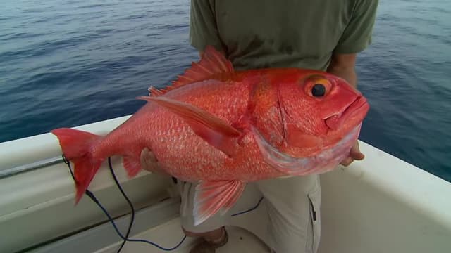 S04:E03 - Papua New Guinea