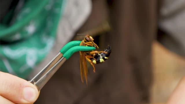 S08:E02 - Stung by a Cicada Killer