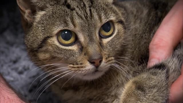 S01:E04 - Pixie and Ellie