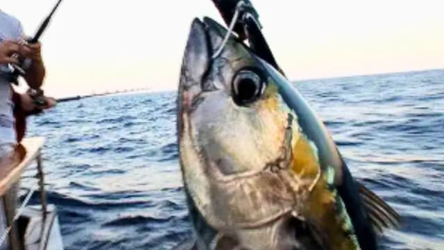 S03:E15 - Top Shelf Tuna on the Chew: Southern California