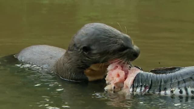 S01:E03 - Predator Battleground