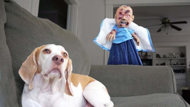 S01:E08 - Dogs, Costumes, and Ball Surprises