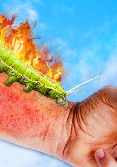 S05:E14 - Stung by the Dragon Flame Caterpillar! poster