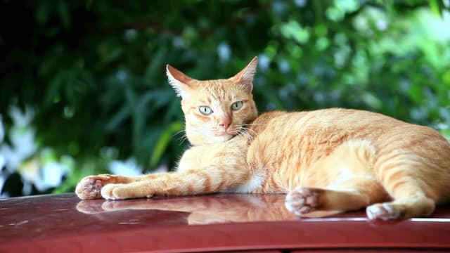 S01:E15 - Educación, independencia e integración