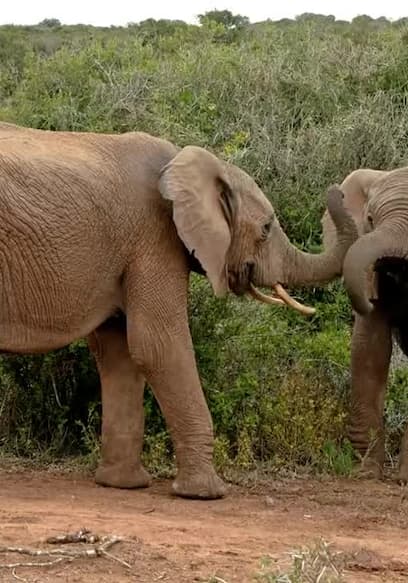 S01:E06 - Elephants and Ancient Animals poster