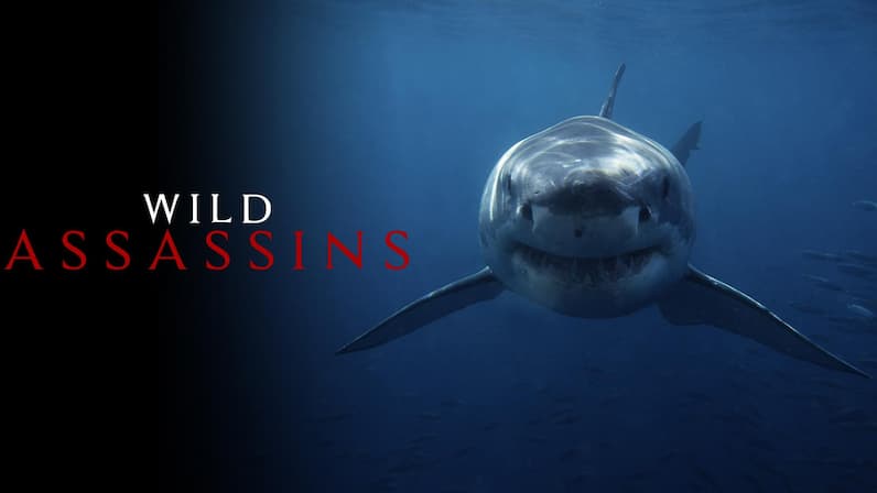 Wild Assassins (2022) poster