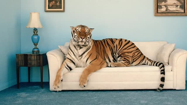 S01:E08 - Creatividad, determinación y autocontrol