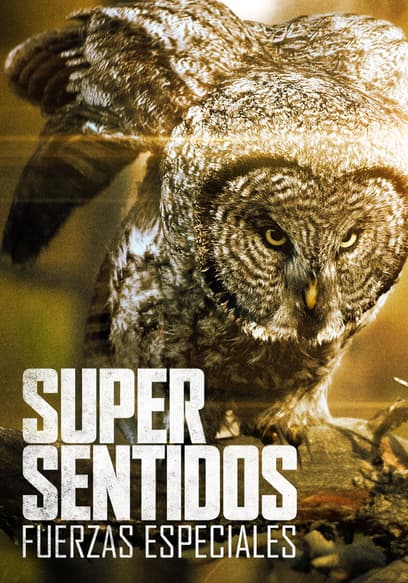 Super sentidos: fuerzas especiales (Doblado)