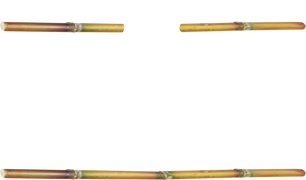 The Wild Parrots of Telegraph Hill
