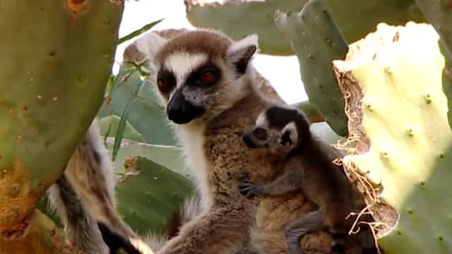 S01:E15 - Sifaka Showdown