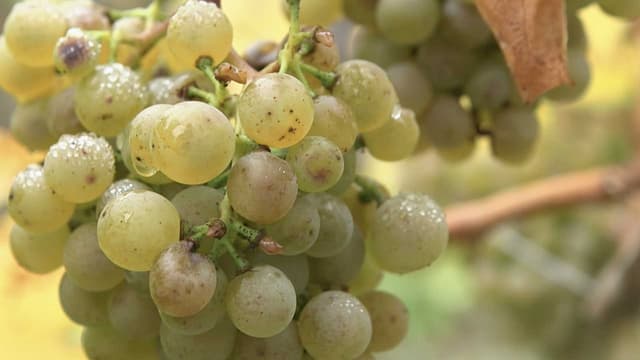 S01:E08 - Danube Culinary Central Europe