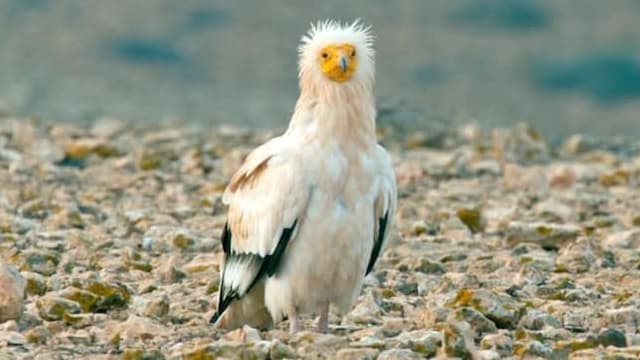 S01:E01 - La vida al límite