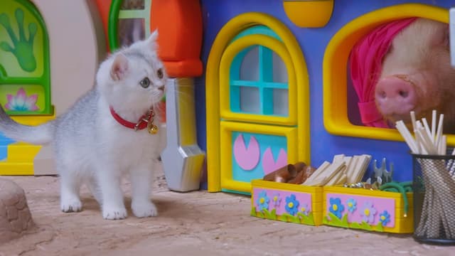 S01:E13 - Splashyball / Night Night Pants / The New Toy