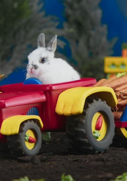 S01:E02 - Bunny Family Wedding / My Carrots / Puppy Detective poster
