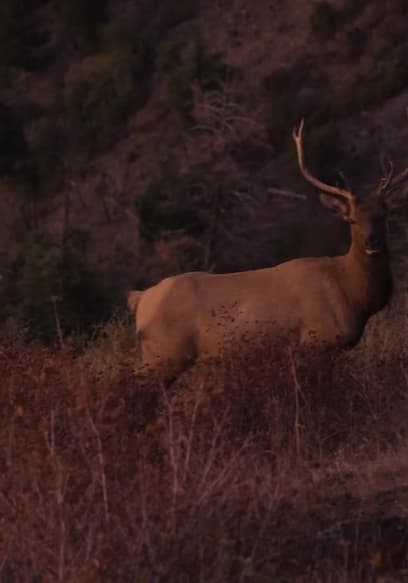 S01:E01 - Elk on the Prairie poster