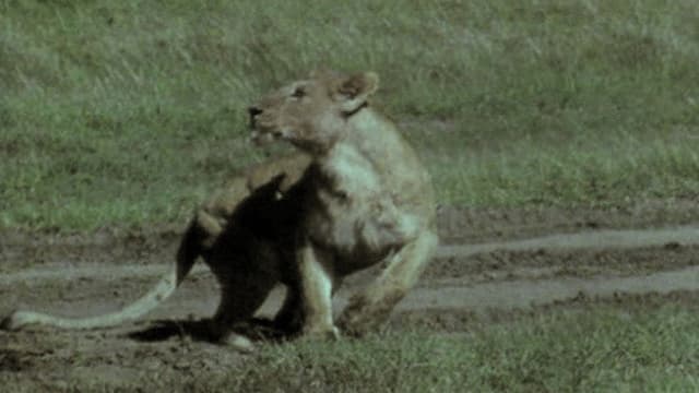 S01:E37 - Nada salvaje (Pt. 1)