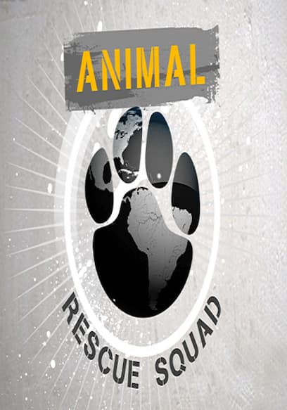 Animal Rescue Squad poster