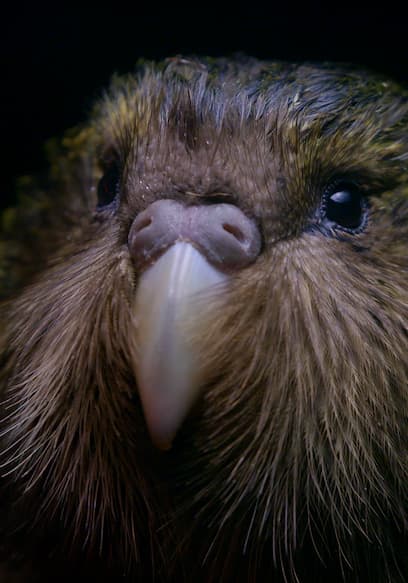 S02:E01 - Deidre and the Kakapo: New Zealand poster