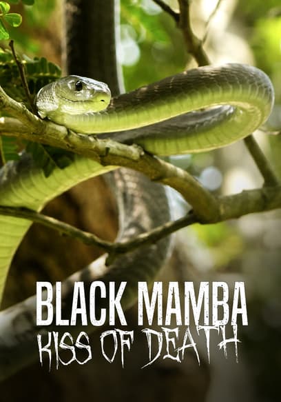 Black Mamba: Kiss of Death