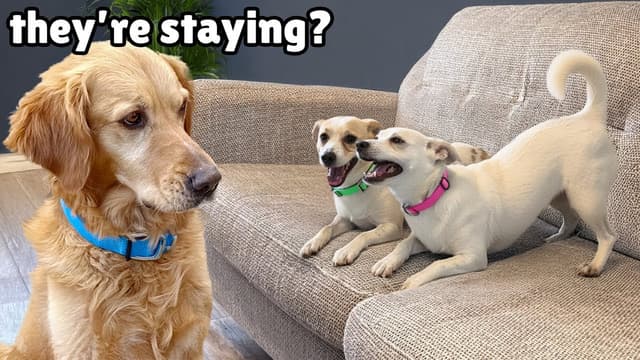 The Golden Kobe Family: Rescue Dogs