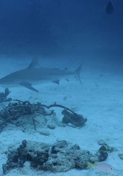 Póster de S01:E03 - Endangered Angel Sharks in California’s Channel Islands