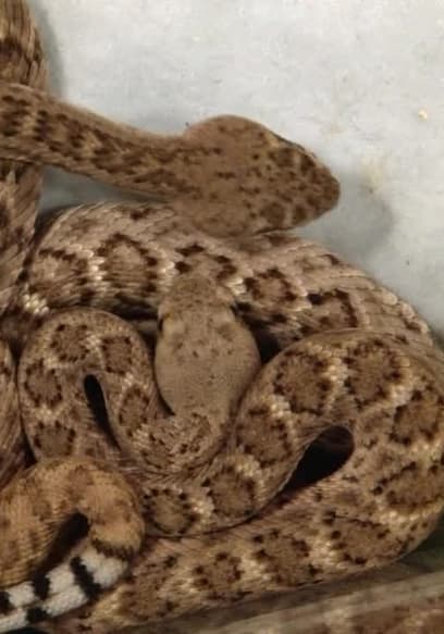 Watch Confessions: Animal Hoarding S03:E01 - Deadly Snakes in My ...