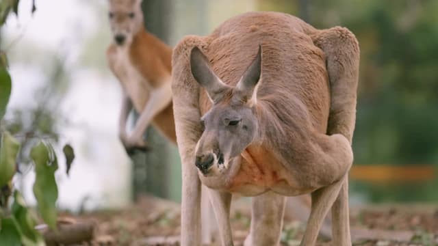 S02:E04 - Bilby Release