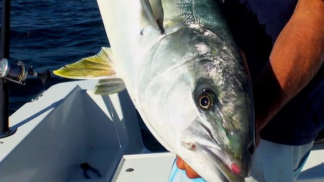 S01:E06 - Swimming the Jigs: Coronado Islands, Part 2