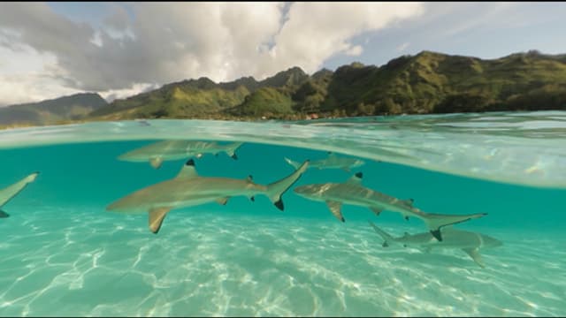 S01:E10 - Shark Sanctuaries: The Ocean's Future