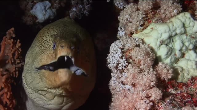 S01:E24 - Dining Companions