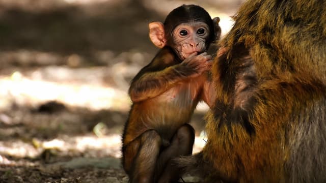 S04:E02 - Autumn Babies