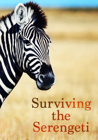 Surviving the Serengeti