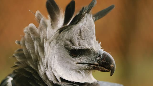 S01:E09 - Majestic Hunters