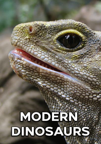 S01:E01 - The Tuatara
