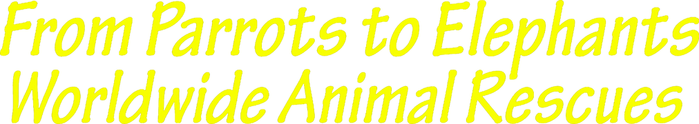 From Parrots to Elephants: Worldwide Animal Rescues