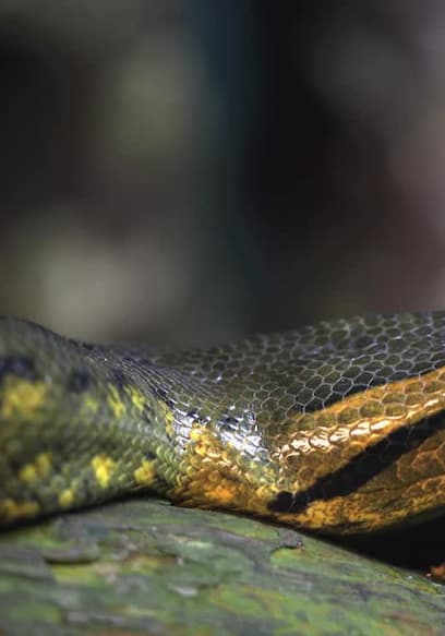 S01:E01 - Anacondas poster