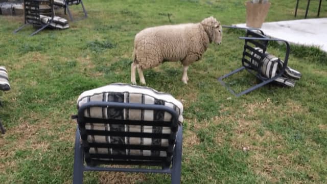 S01:E17 - Back to the Furry