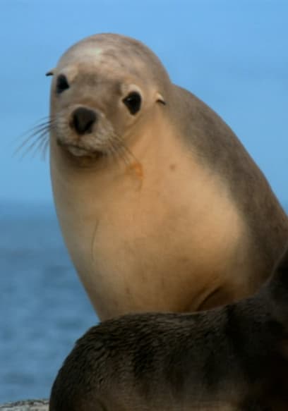 S01:E19 - Sea Lion poster
