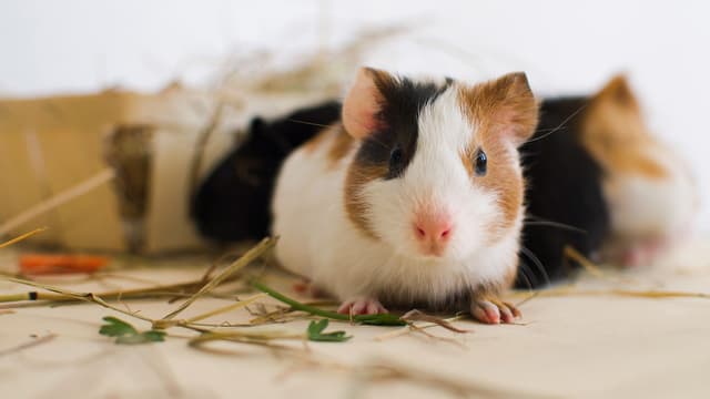 S01:E07 - Water Babies