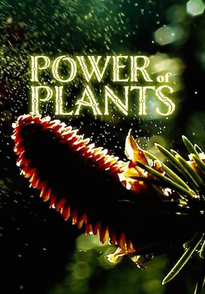 Power of Plants