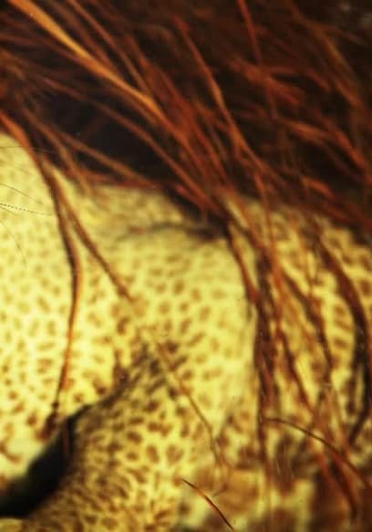 S01:E01 - The Zanzibar Leopard poster
