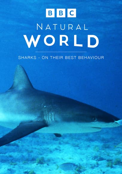Natural World: Sharks - on Their Best Behaviour