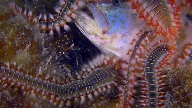 S02:E10 - Cocktail of Venom