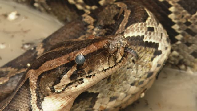 S02:E02 - Venom Warriors